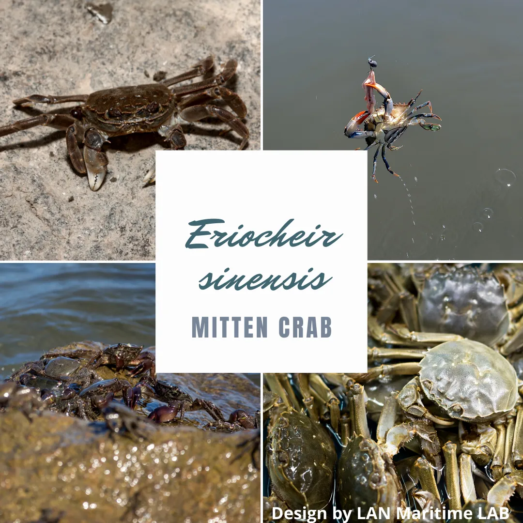 Lan Maritime Lab | Ballast Water Analyses | Brasil