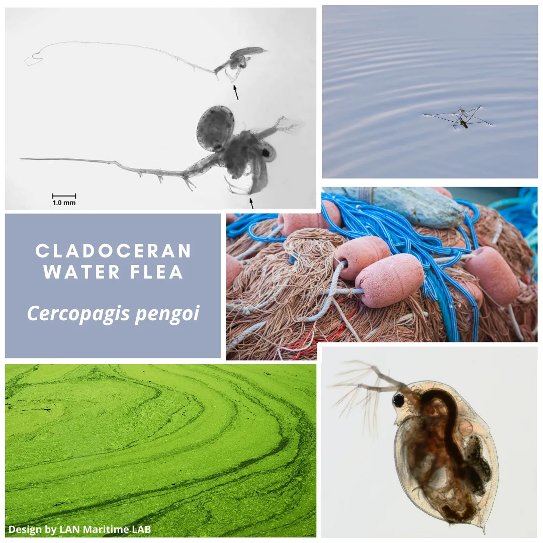 Lan Maritime Lab | Ballast Water Analyses | Brasil