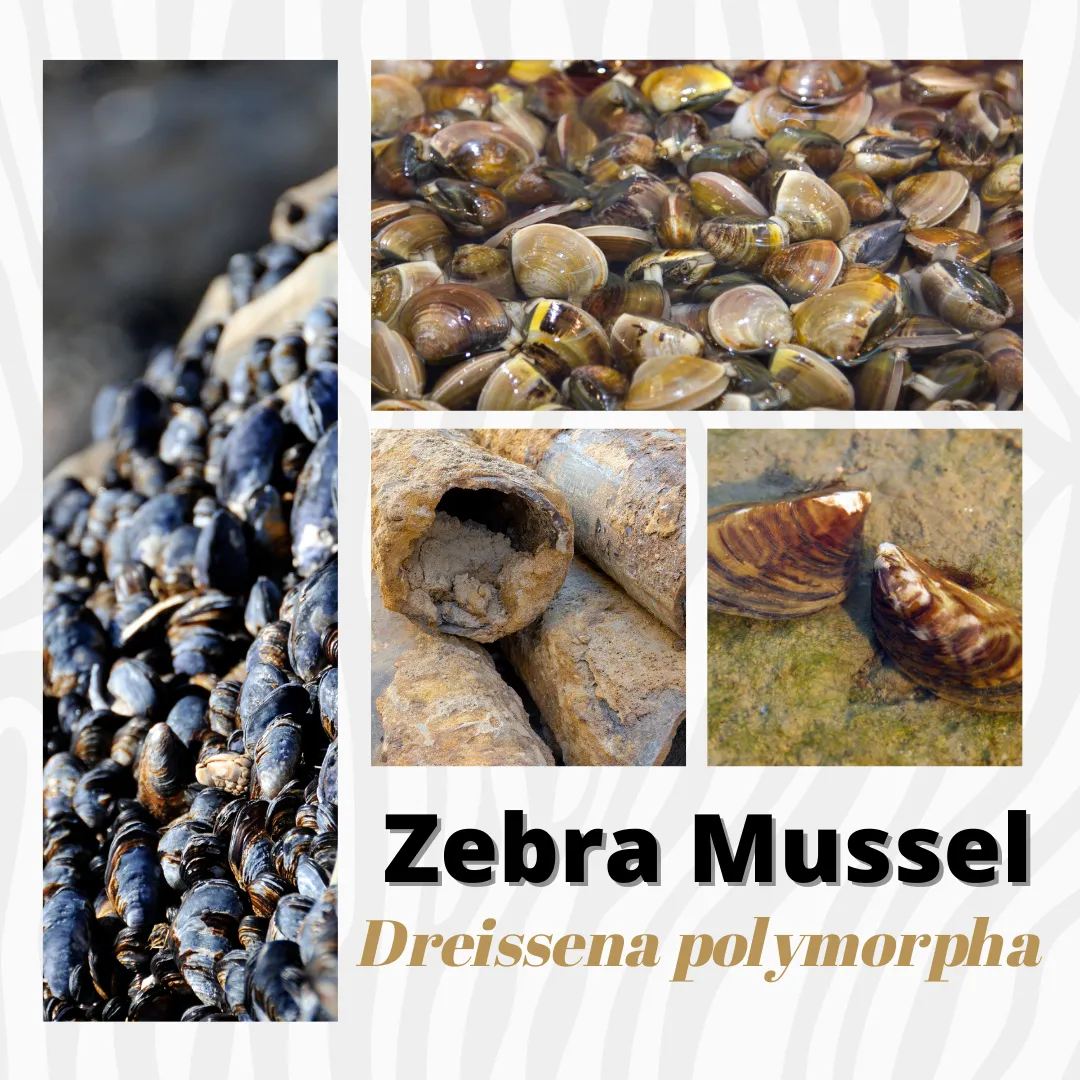 Lan Maritime Lab | Ballast Water Analyses | Brasil