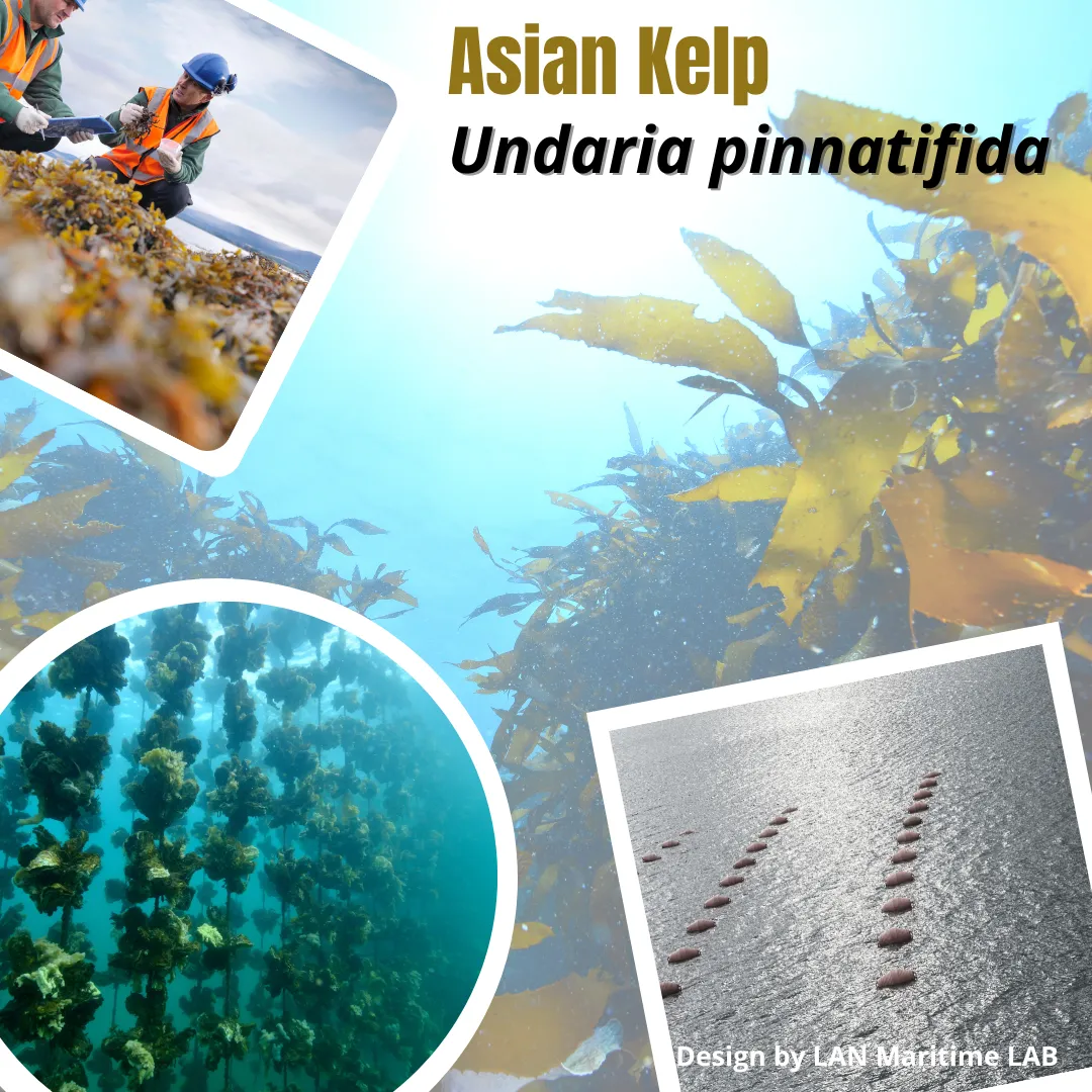 Lan Maritime Lab | Ballast Water Analyses | Brasil