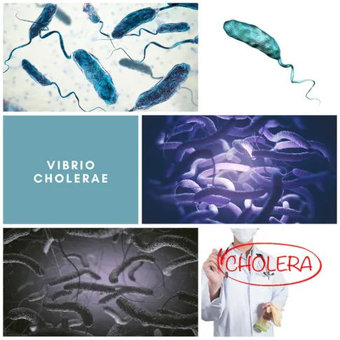 Lan Maritime Lab | Ballast Water Analyses | Brasil