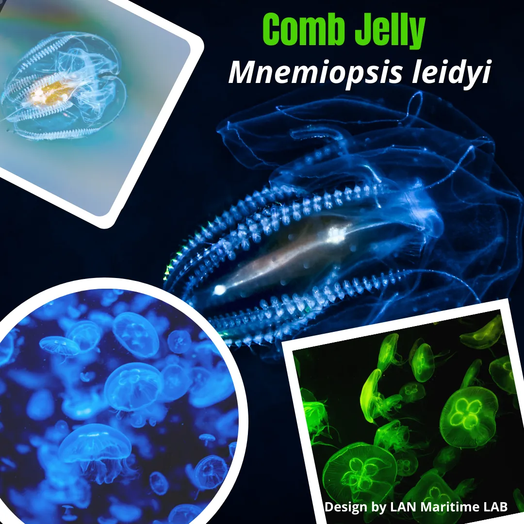 Lan Maritime Lab | Ballast Water Analyses | Brasil