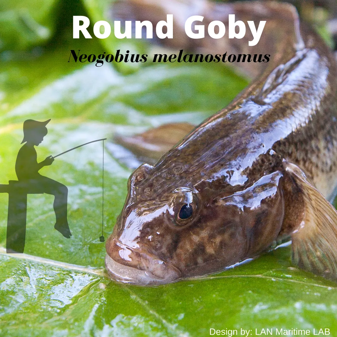 Lan Maritime Lab | Ballast Water Analyses | Brasil